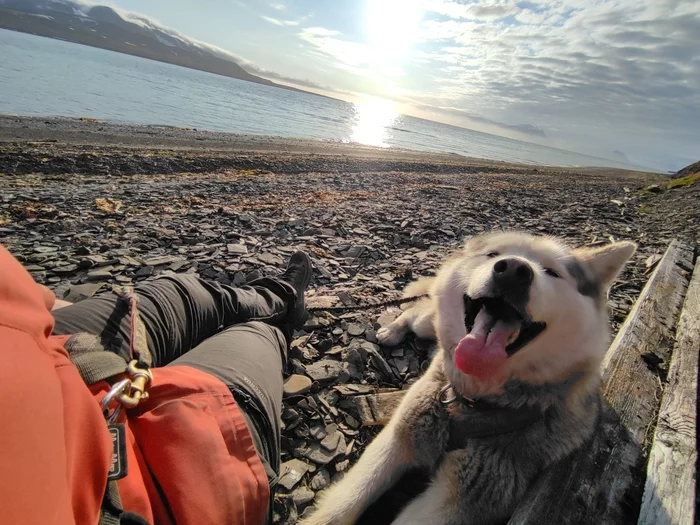 Continuation of the post Looking for musher in the Arctic! - My, Musher, Spitsbergen, Reply to post, Longpost, Dog