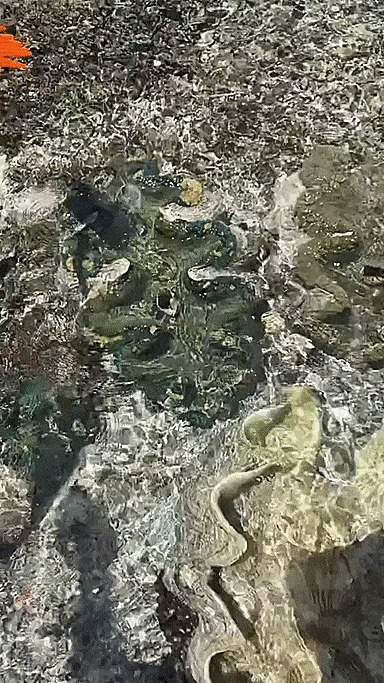 Тридакны Море, Моллюск, Большой размер, Гифка