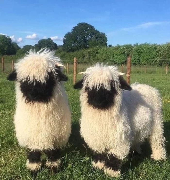 Unique Valisian black-nosed sheep - Sheeps, Animals, Interesting, Informative, The photo, Pets