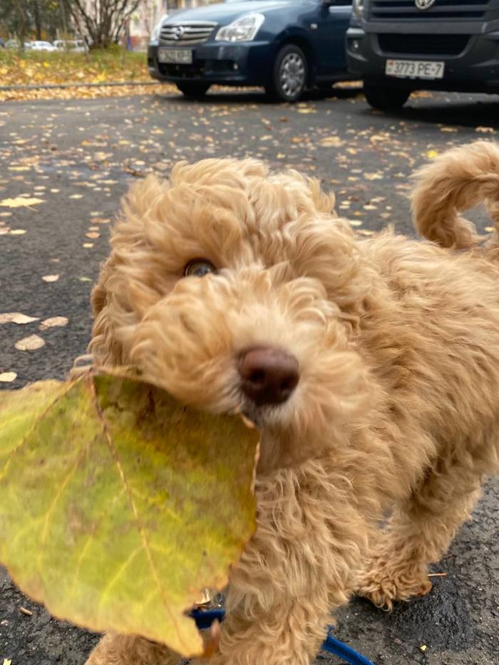 Let's take all the leaves home? - My, Dog, Puppies, Labradudell