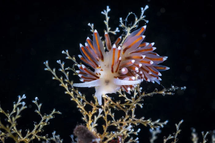 New species named after Russian scientist - Clam, Marine life, Wild animals, The new kind, Japanese Sea, Opening, Nudibranchs, Research, MSU, Interesting