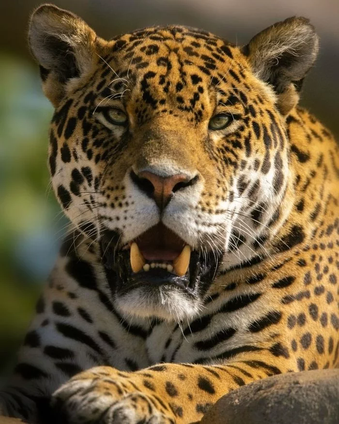 And here are the teeth! - Jaguar, Big cats, Cat family, Wild animals, Predatory animals, Milota, Zoo, England, Pet the cat, Interesting, Video, Longpost, To fall, Fangs