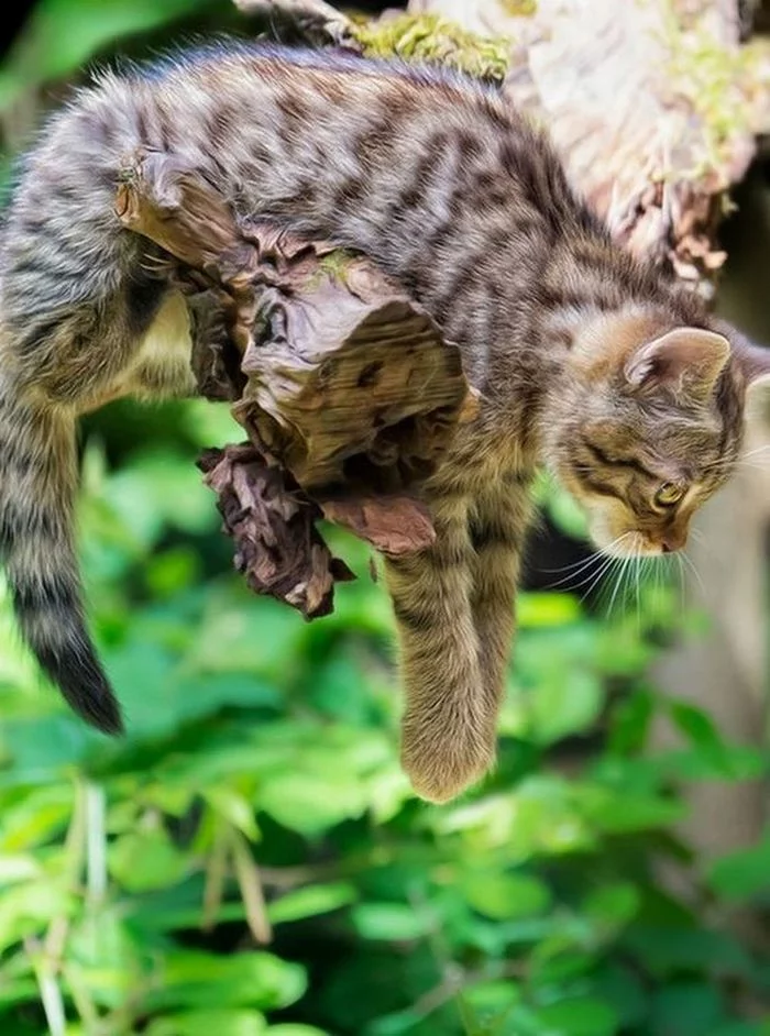 How to lie in ambush... - cat, Grey, Branch, Ambush, Striped