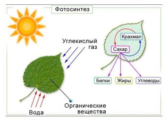 Разбор популярных биологических заблуждений из школьной программы - Моё, Наука, Биология, Видео, Длиннопост