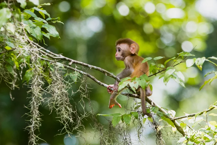 Baby - My, Monkey, Toque, wildlife, Animals, Forest, Florida, Wild animals, USA, Primates, The photo