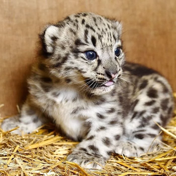 Little Barsik choose a name - Snow Leopard, Big cats, Cat family, Wild animals, Predatory animals, Fluffy, Milota, Kittens, Zoo, England, Names, Vote