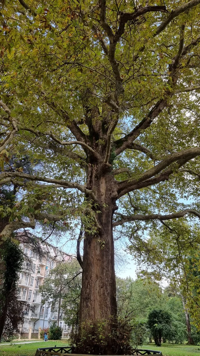 Tree - My, Mobile photography, Tree, The park, Adler