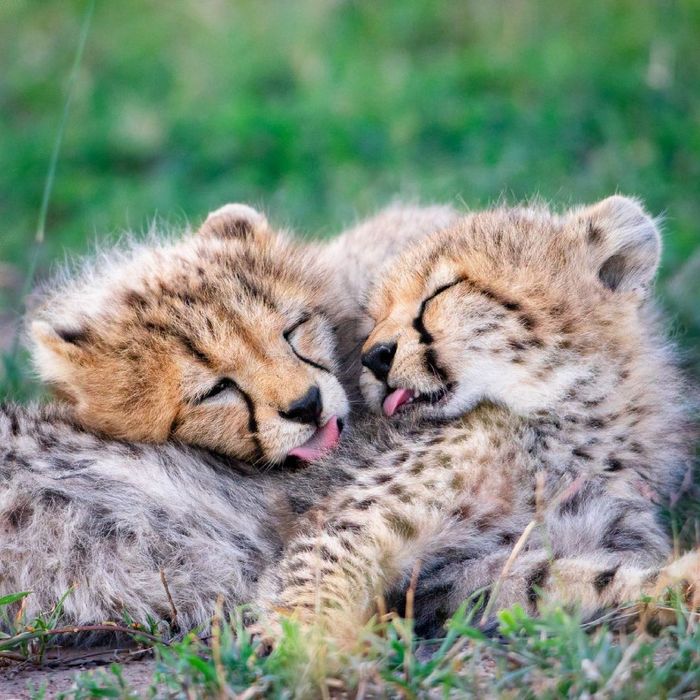 cute tongues - Cheetah, Small cats, Cat family, Predatory animals, Wild animals, wildlife, Africa, Masai Mara, Alexey Osokin, Reserves and sanctuaries, Young, Kittens, Milota, The photo