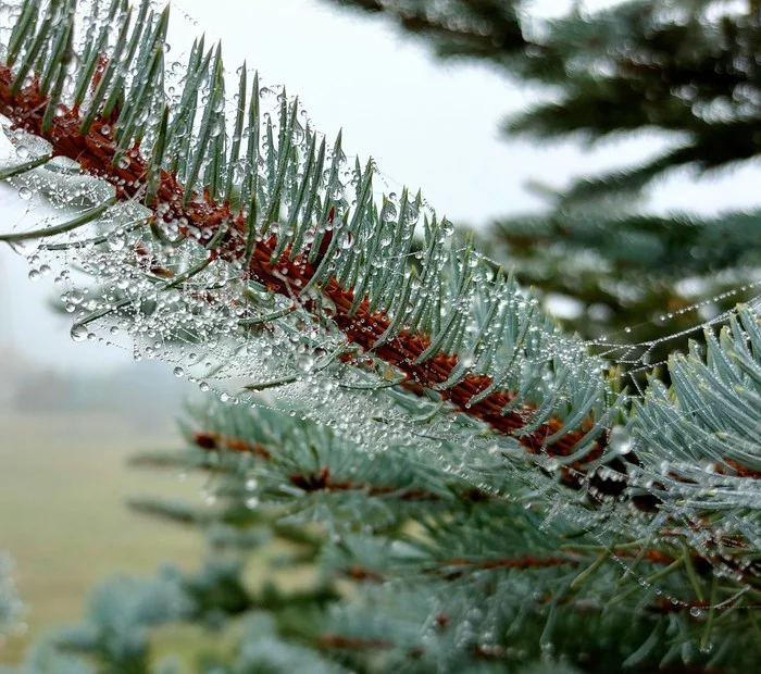 Cobweb - My, The photo, Play of light, Christmas trees