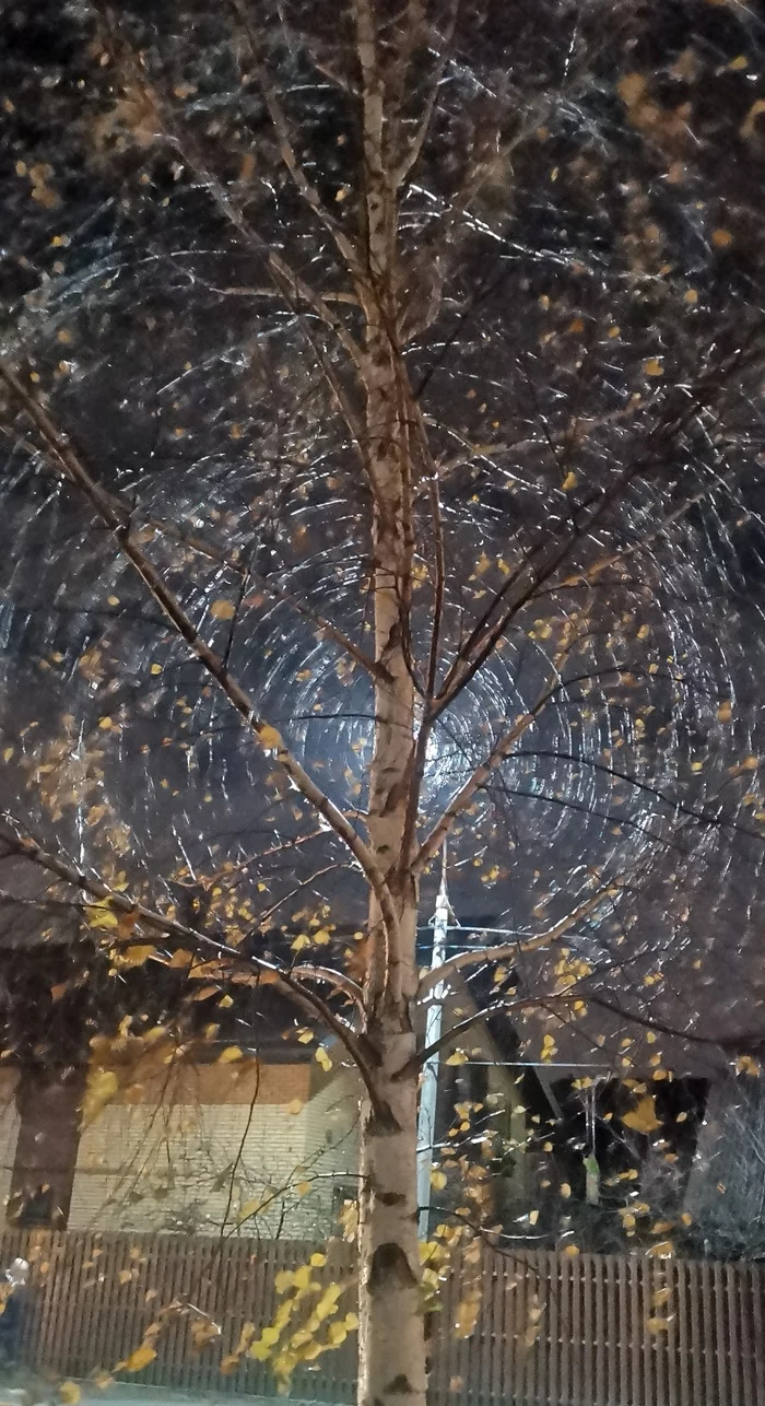 Cobwebs of light - My, Mobile photography, Light, Tree, Glare, Beautiful