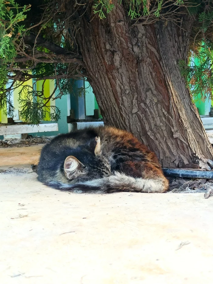 Sleeping cat - My, cat, Spain, Mobile photography, The photo, Photo on sneaker