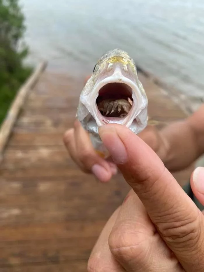 Fish with a stranger in the mouth caught in Texas - A fish, Woodlice, Aquatic inhabitants, Wild animals, Parasites, Texas, USA, Interesting, Halloween, Stranger, Galveston, Crustaceans, news