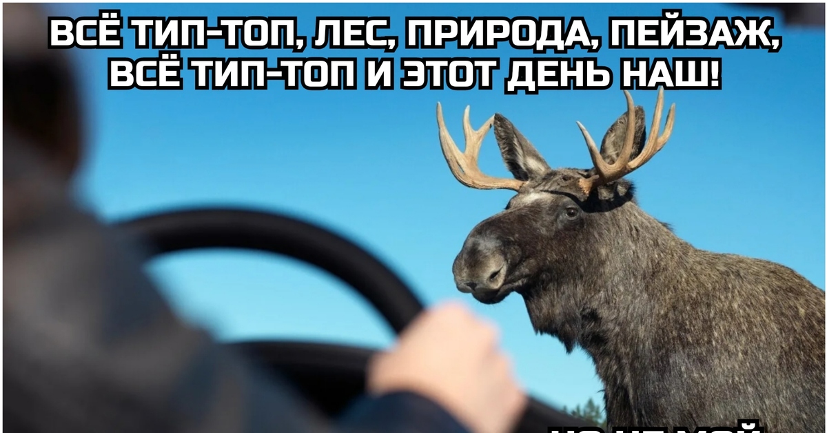 Совершает ли лось длительные миграции. Совершает ли лось длительные миграции