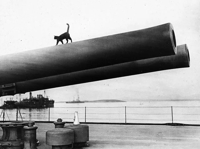 Kittens will always be - The photo, Battleship, A gun, Ship, The Second World War, cat