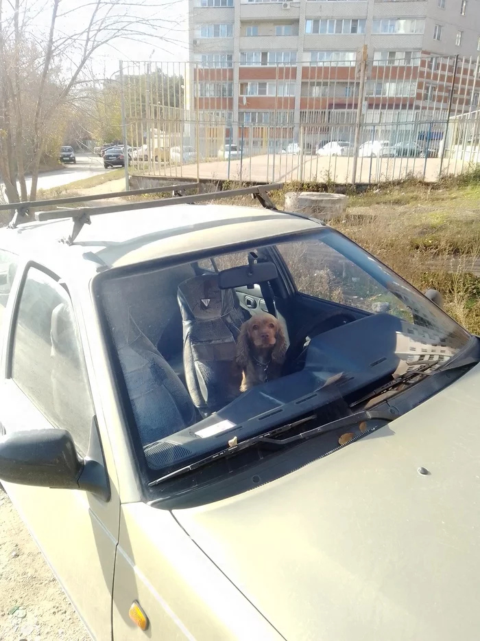 Куда вас отвезти? - Моё, Собака, Бродячие собаки, Поездка
