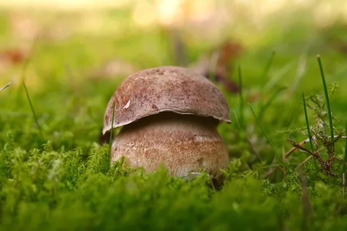 Mushroom mushroom - My, Mushrooms, Nature, Borovik