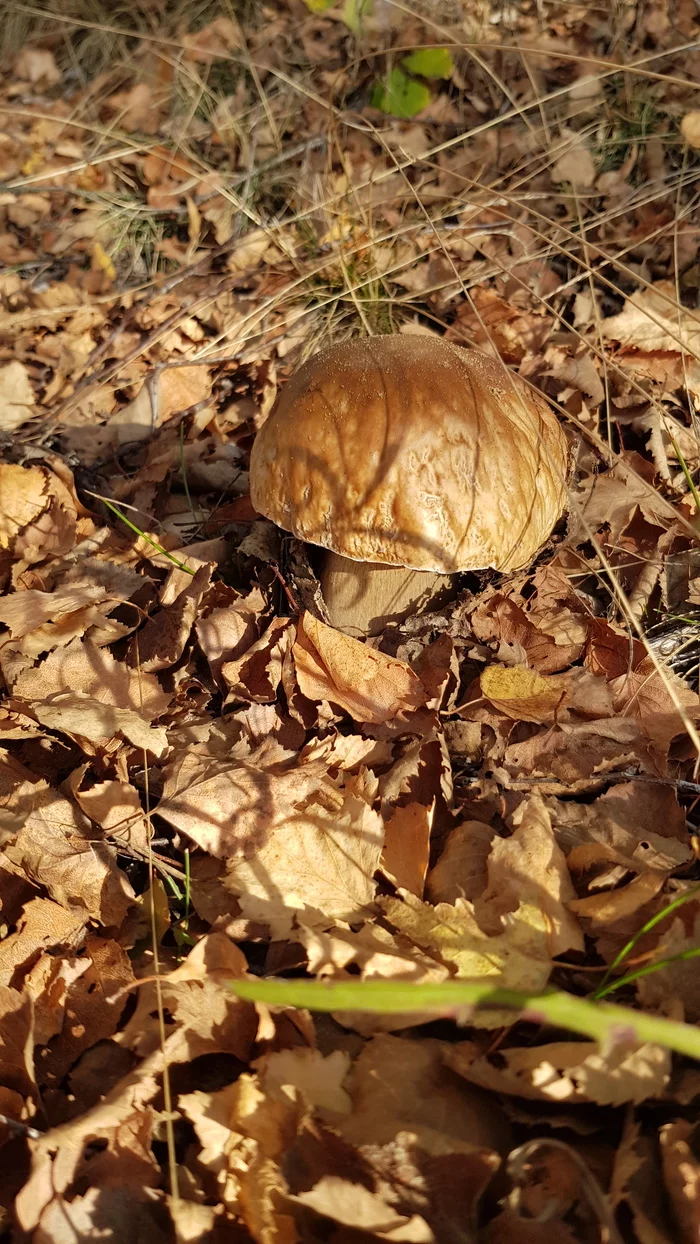 The end of the season is delayed - My, Germany, Saxony-Anhalt, Mushrooms, Silent hunt, Longpost