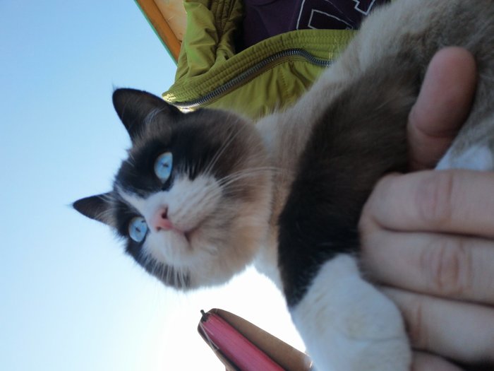 Кот, как состояние души