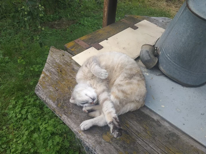 Cat, spinal fracture. - Care, Help, Fracture of the spine, cat