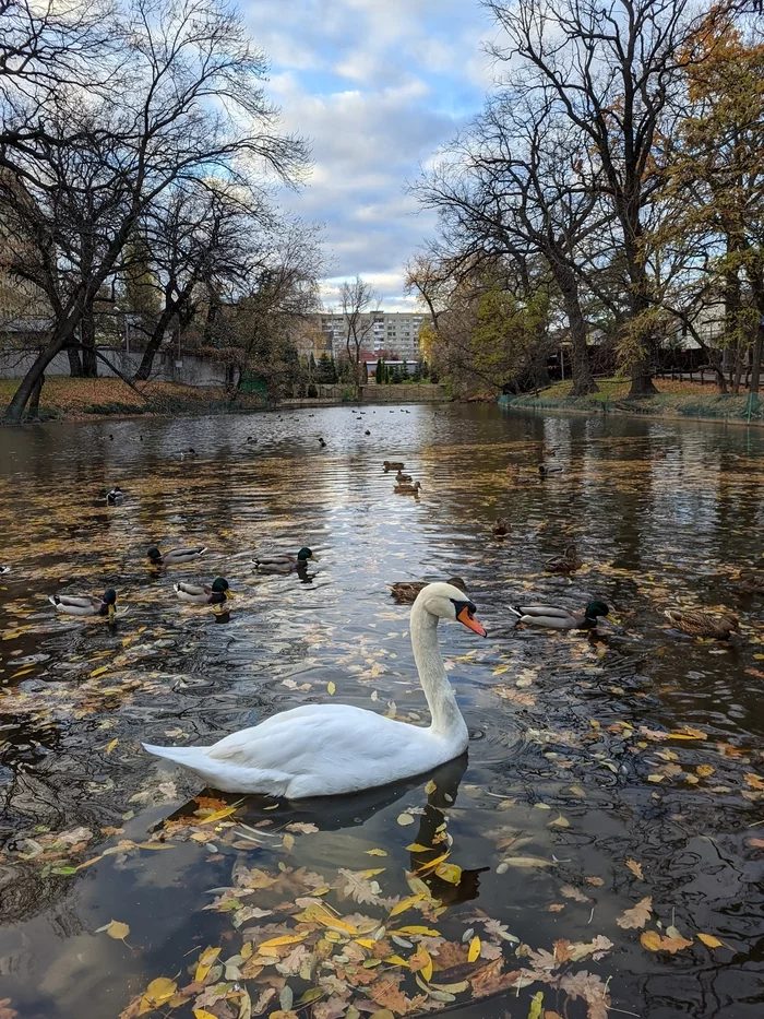 autumn swan - My, Autumn, Swans, Autumn leaves, The park, Mobile photography, Saratov