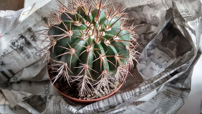 Спасаем Echinopsis Subdenudata - Моё, Кактус, Комнатные растения, Длиннопост, Суккуленты, Болезни растений