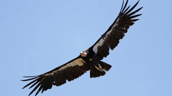 Cases of virgin breeding of Californian condors found in the USA - Condor, Predator birds, Birds, Wild animals, Interesting, Parthenogenesis, San Diego, USA, Scientists, Research, Reproduction, DNA, Zoo
