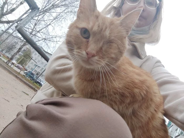 The kindest pirate in the world - My, cat, Moscow, Moscow region, Kaluga region, Kaluga, In good hands, Loyalty, Redheads, Kindness, Pets, Homeless animals, Weasel, Saint Petersburg, Help, Helping animals, Volunteering, Woolen, Care, Milota, Video, Longpost, No rating