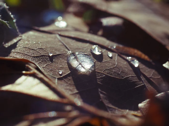 Autumn - My, Autumn, The photo, Macro photography, Olympus OMD em-10 Mark II, Longpost