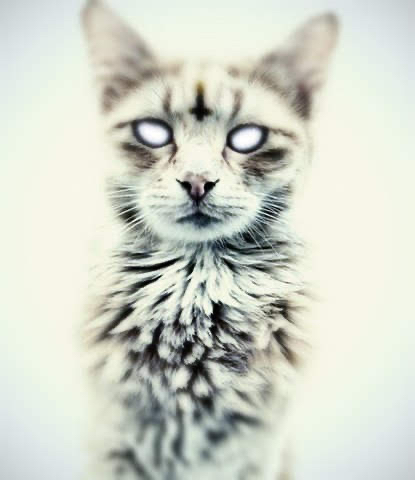 Kittie