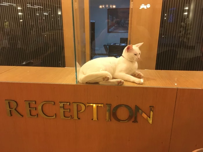The hotel receptionist… - My, cat, Hotel, Reception, White