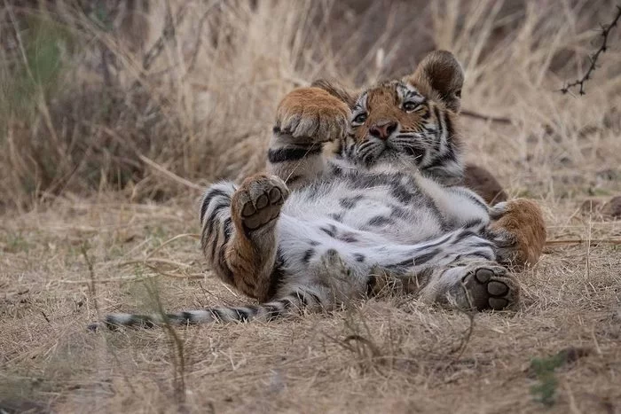 Scratch the belly - Tiger, Big cats, Cat family, Predatory animals, Wild animals, Reserves and sanctuaries, South Africa, The photo, Young, Belly, Upside down with your paws, Tiger cubs, Milota