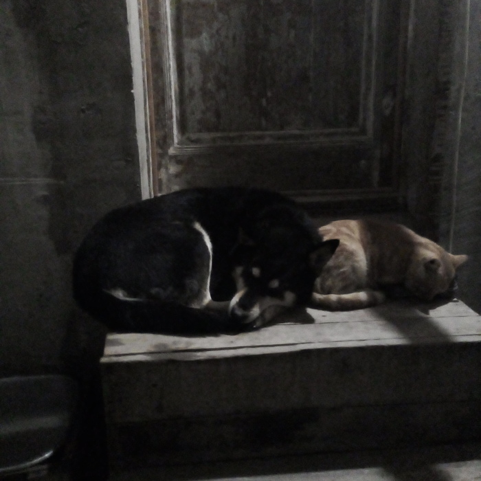 звук который сводит с ума кошек. Смотреть фото звук который сводит с ума кошек. Смотреть картинку звук который сводит с ума кошек. Картинка про звук который сводит с ума кошек. Фото звук который сводит с ума кошек звук который сводит с ума кошек. Смотреть фото звук который сводит с ума кошек. Смотреть картинку звук который сводит с ума кошек. Картинка про звук который сводит с ума кошек. Фото звук который сводит с ума кошек