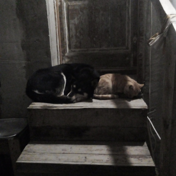 звук который сводит с ума кошек. Смотреть фото звук который сводит с ума кошек. Смотреть картинку звук который сводит с ума кошек. Картинка про звук который сводит с ума кошек. Фото звук который сводит с ума кошек звук который сводит с ума кошек. Смотреть фото звук который сводит с ума кошек. Смотреть картинку звук который сводит с ума кошек. Картинка про звук который сводит с ума кошек. Фото звук который сводит с ума кошек