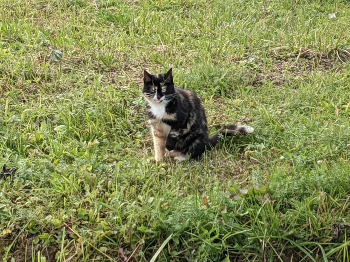 Motley kitty with a red paw and her kittens - No rating, cat, In good hands, Help, , Alexandrov, Sergiev Posad, Moscow region, Vladimir region, Kittens, Gray, Tricolor cat, Black and white, Longpost