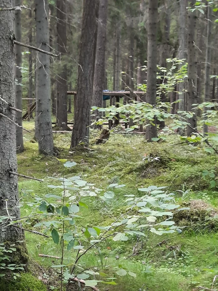 Mushrooms :) - My, Mushrooms, Longpost, Latvia