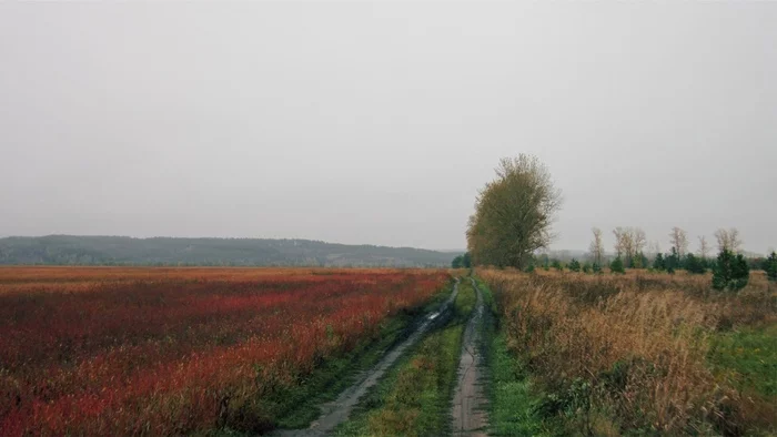 The road leads to November - My, Autumn, The photo, Ulyanovsk region