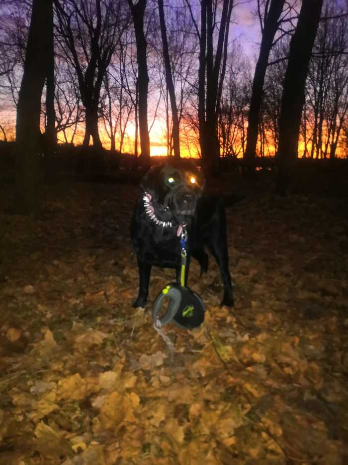 My avatar this fall - Dog lovers, Sunset