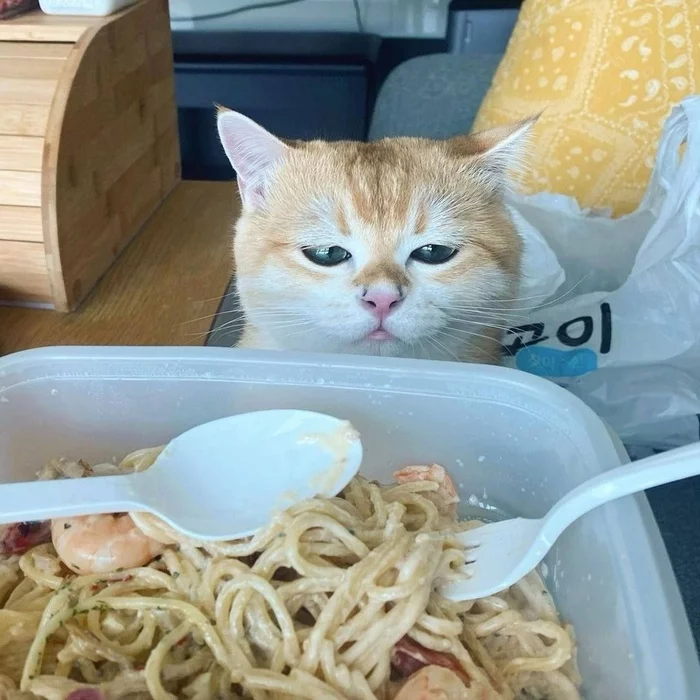 Pasta - cat, Pasta, Longpost, Ramen, Spaghetti