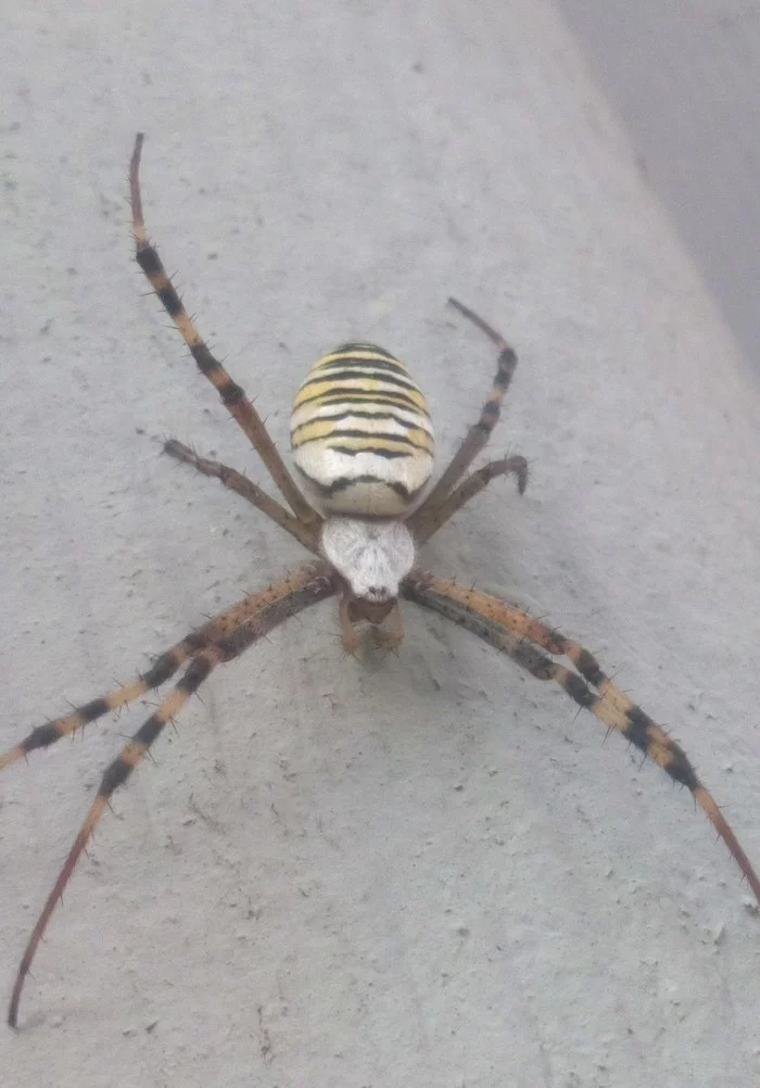 Argiope bruennichi - Моё, Паук, Аргиопа Брюнниха, Мат, Длиннопост