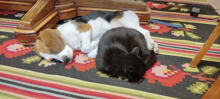 Monday is a hard day - My, Beagle, Black cat, Monday is a hard day, Relaxation, cat, Dog, Cats and dogs together