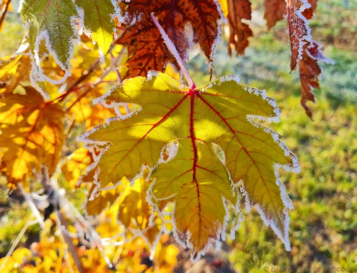 The sky breathed - Autumn leaves, Longpost, Mobile photography, The photo, Miracle, Kalach-on-Don, Morning, Frost, Autumn, My