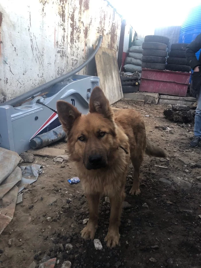 Moscow. - No rating, Dog, Moscow, Lost, Found a dog