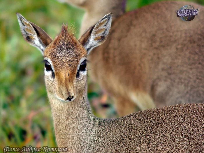 Photogenicity itself - Antelope Dikdik, Artiodactyls, Wild animals, Photogenic, beauty of nature, Milota, Informative, Africa, Longpost