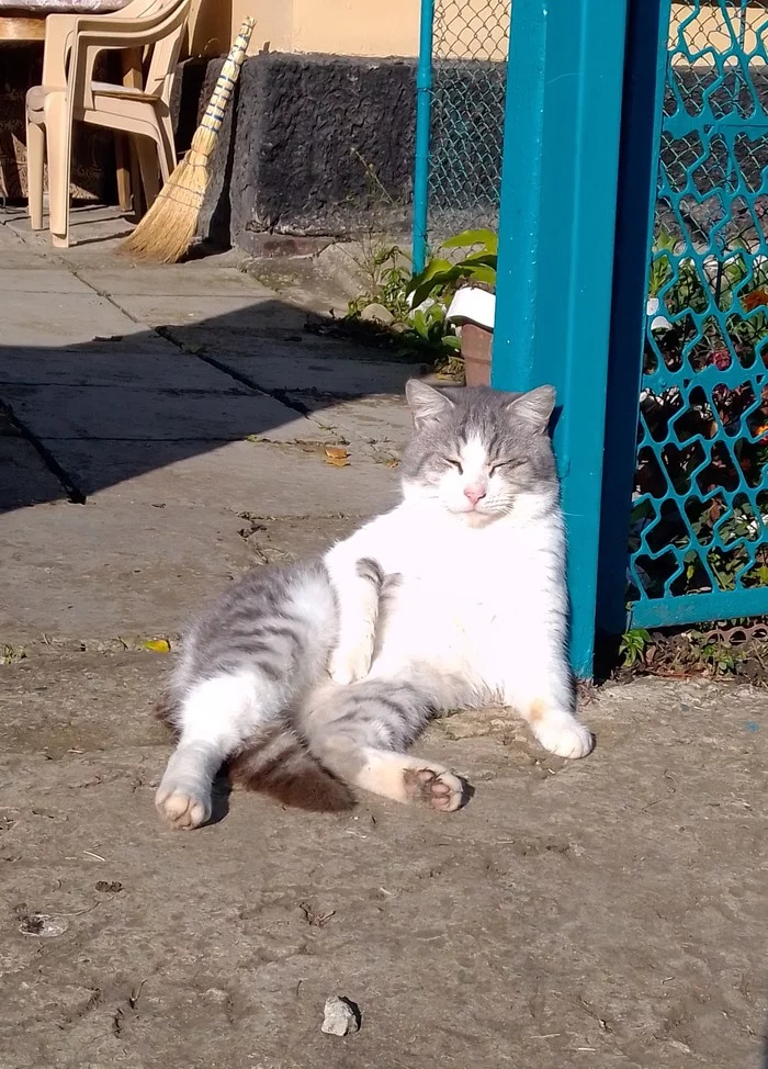 Sunny and warm in Kuban - My, cat, Good weather, Краснодарский Край