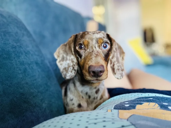 my girlfriend - My, Dog, Dachshund, Pets, Mobile photography, Milota, Longpost