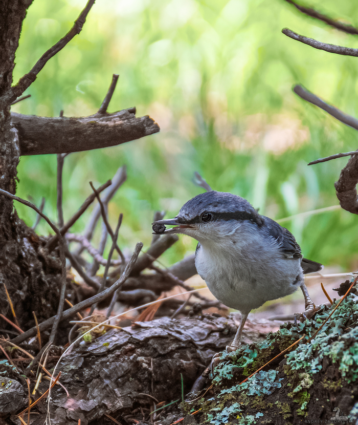 Пернатые | Пикабу