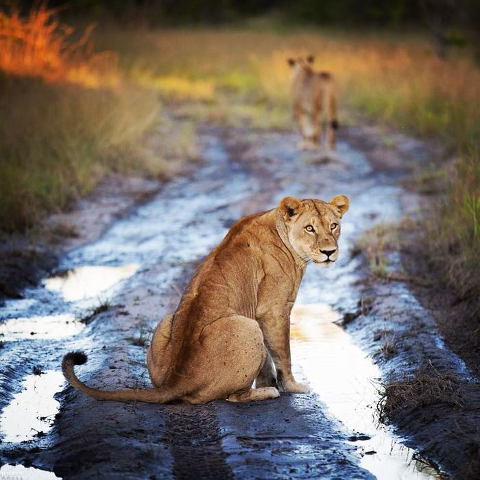 Stuck? - a lion, Lioness, Big cats, Cat family, Predatory animals, Wild animals, South Africa, The photo, Road, Puddle