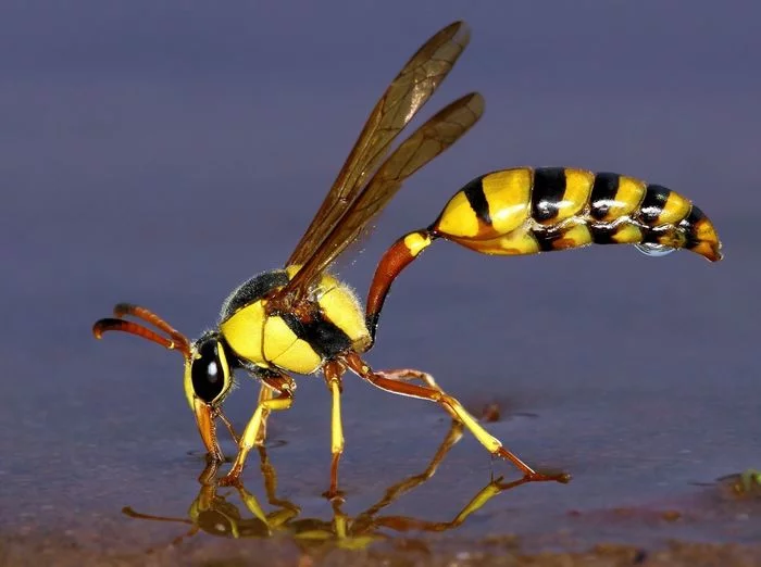 Wasp quenches thirst - Wasp, Insects, Thirst, Waterhole, Wild animals, South Africa, The photo, National park