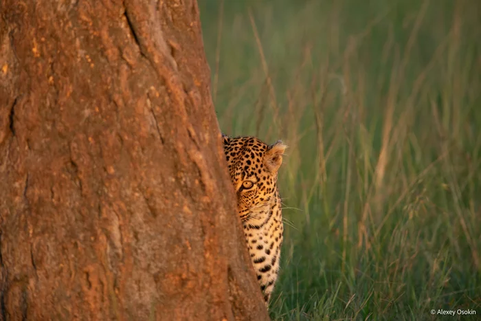 Continuation of the post Three generations, six cats - Leopard, Kittens, Africa, Kenya, Masai Mara, Reserves and sanctuaries, The photo, Photographer, Alexey Osokin, wildlife, Wild animals, Big cats, Cat family, Predatory animals, beauty of nature, Milota, , Reply to post, Longpost