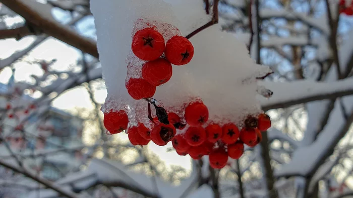 Reply to the post Cold winter is coming - My, Winter, Rowan, Tree, Snow, Berries, Arkhangelsk, Mobile photography, Reply to post